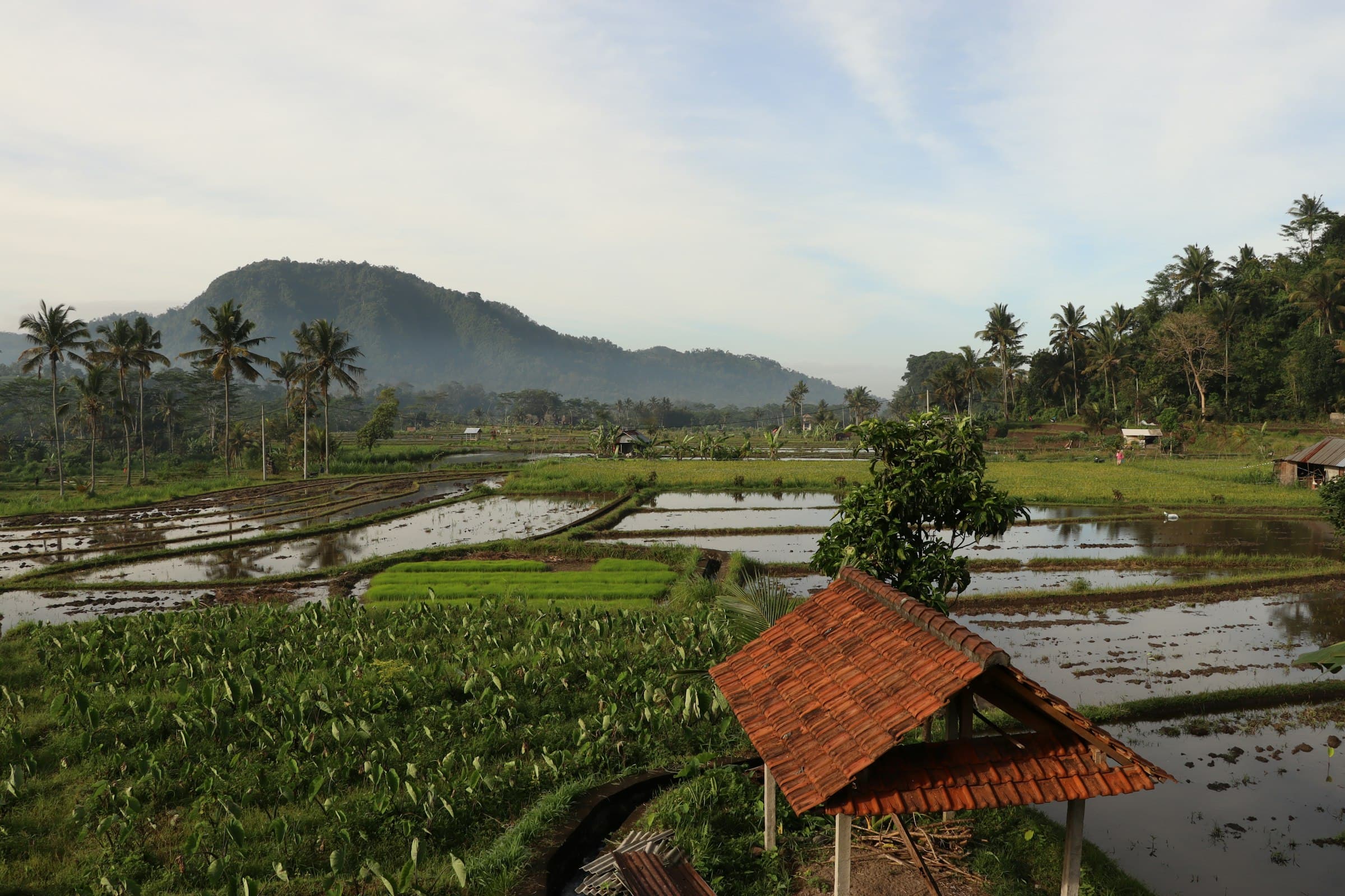 Hamparan sawah dan pepohonan kelapa di pedesaan