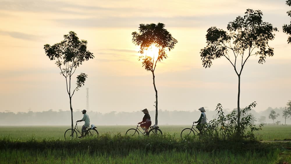 Warga bersepeda menyusuri pematang sawah saat matahari terbit